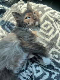 a cat laying on top of a blanket in a car