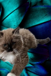 a cat on a blue background with feathers