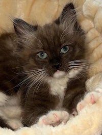 a brown and white kitten laying in a bed