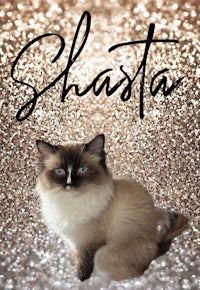 a siamese cat sitting on a glitter background