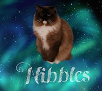 a cat with the word nibbles written on it