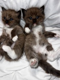 two brown and white kittens laying on a bed