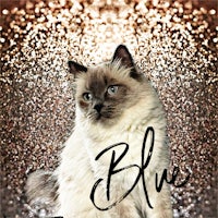 a siamese cat in front of a glitter background