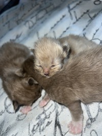 two brown kittens laying on top of each other