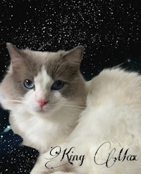a cat with blue eyes laying on a starry background