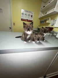 three kittens standing on a counter