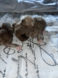 chihuahua puppies on a bed with writing on it