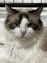 a cat with blue eyes