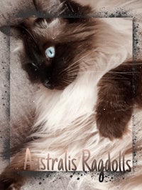 an australian ragdoll with blue eyes laying on a couch