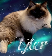 a siamese cat with the name tyler laying on top of a starry sky