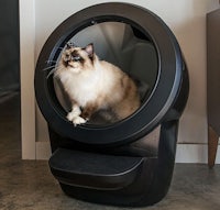 a cat sitting in a black litter box