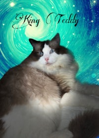 king teddy - king teddy - king teddy - king teddy