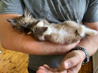 a person holding a kitten in his arms