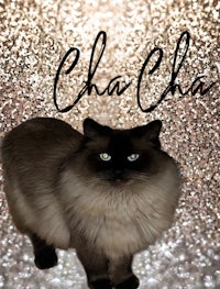 a siamese cat standing in front of a glitter background