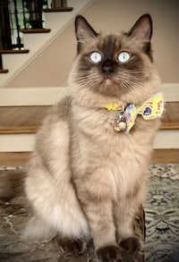 a cat wearing a bow tie