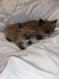 two brown kittens laying on a white bed